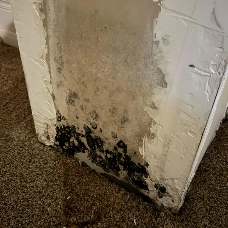 Professional Mold Removal in De Soto Parish, LA